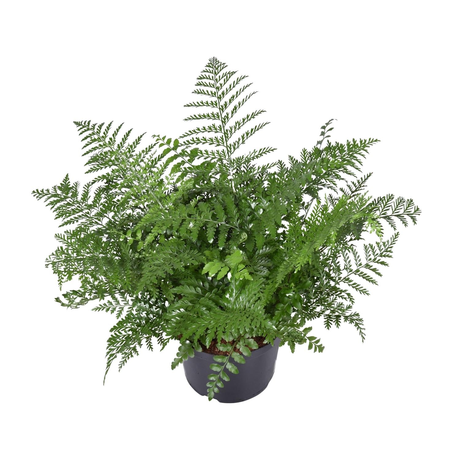Asplenium Antiquum Parvati - Large