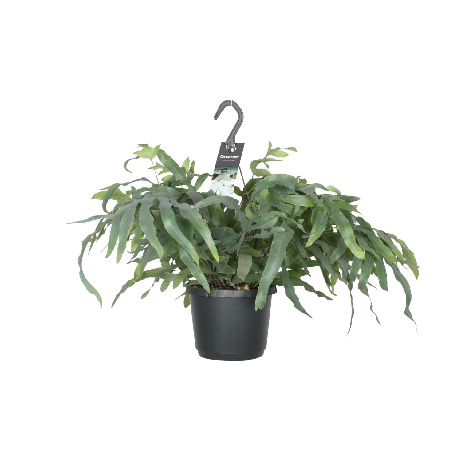 Phlebodium aureum ‘Blue Star’ - Hanging Pot