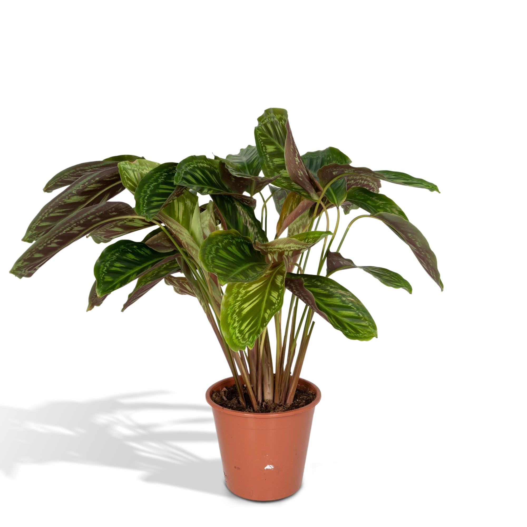 Calathea 'Flamestar'
