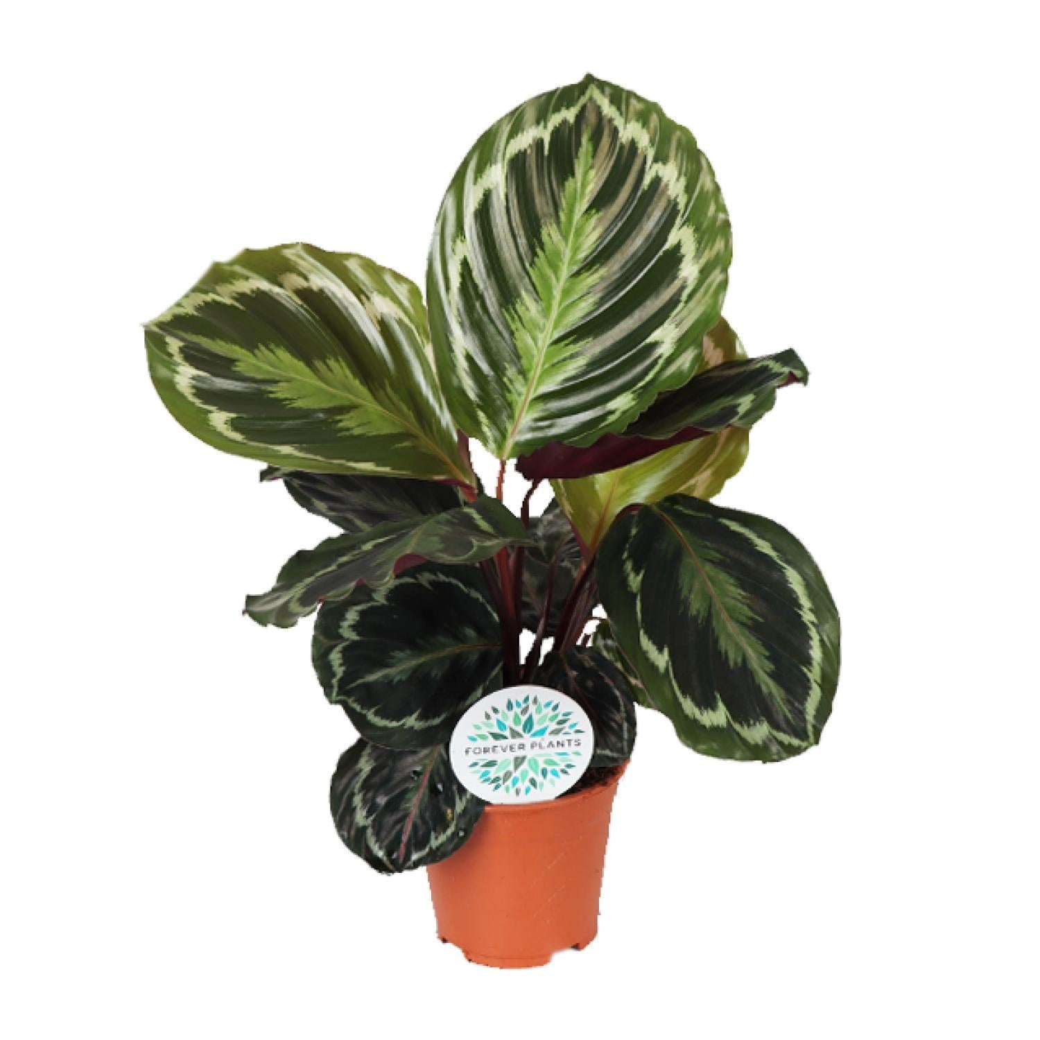 Calathea ‘Medallion’ - Medium