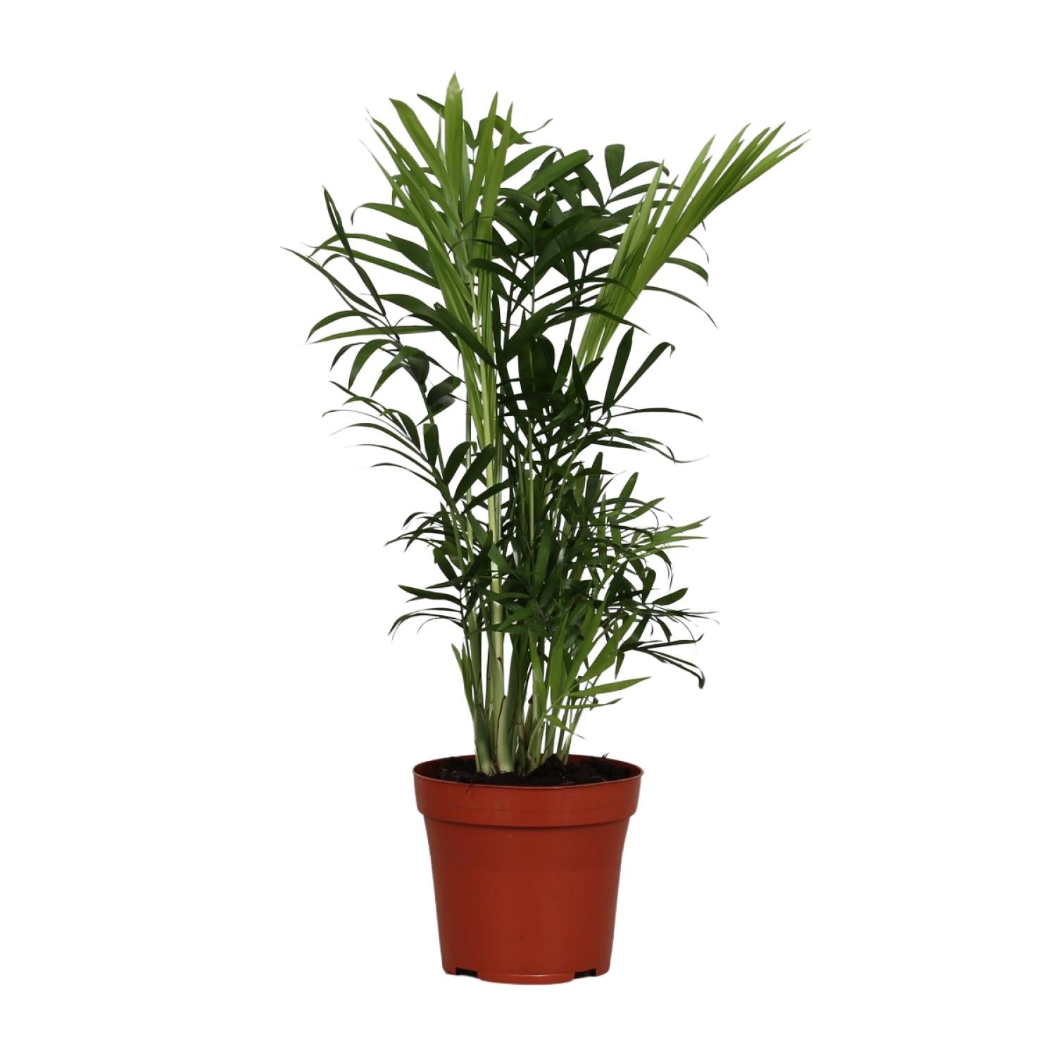 Chamaedorea Elegans - Small