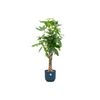 Pachira aquatica (XXL) + Dekotopf