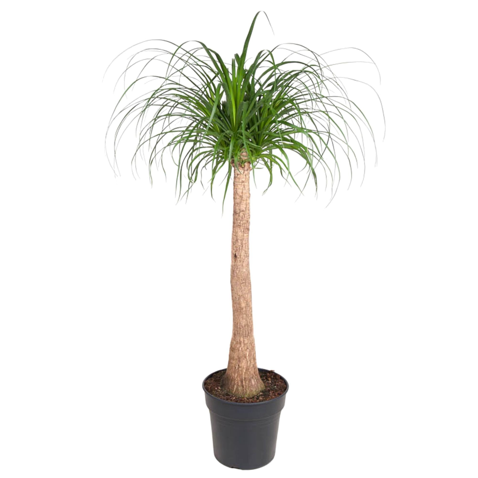 Beaucarnea Recurvata - Large