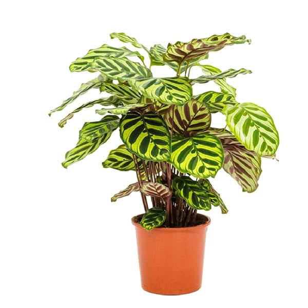Calathea 'Makoyana' - Large