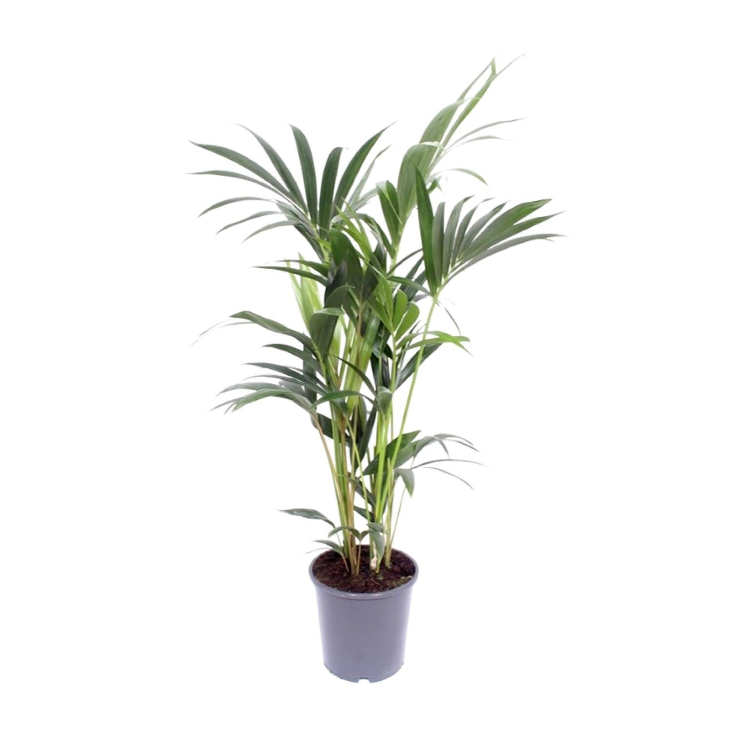Howea Forsteriana - Medium