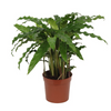 Calathea 'Bluegrass'