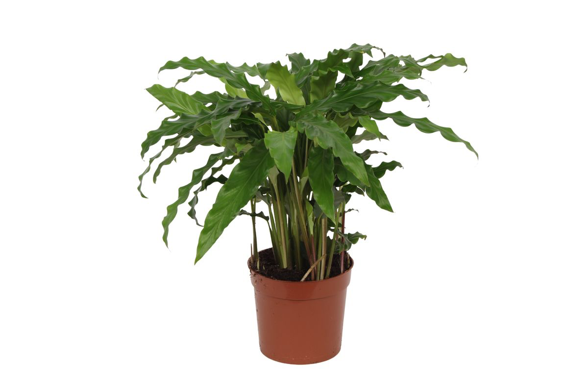 Calathea 'Bluegrass'