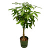 Pachira aquatica (XXL) + Dekotopf