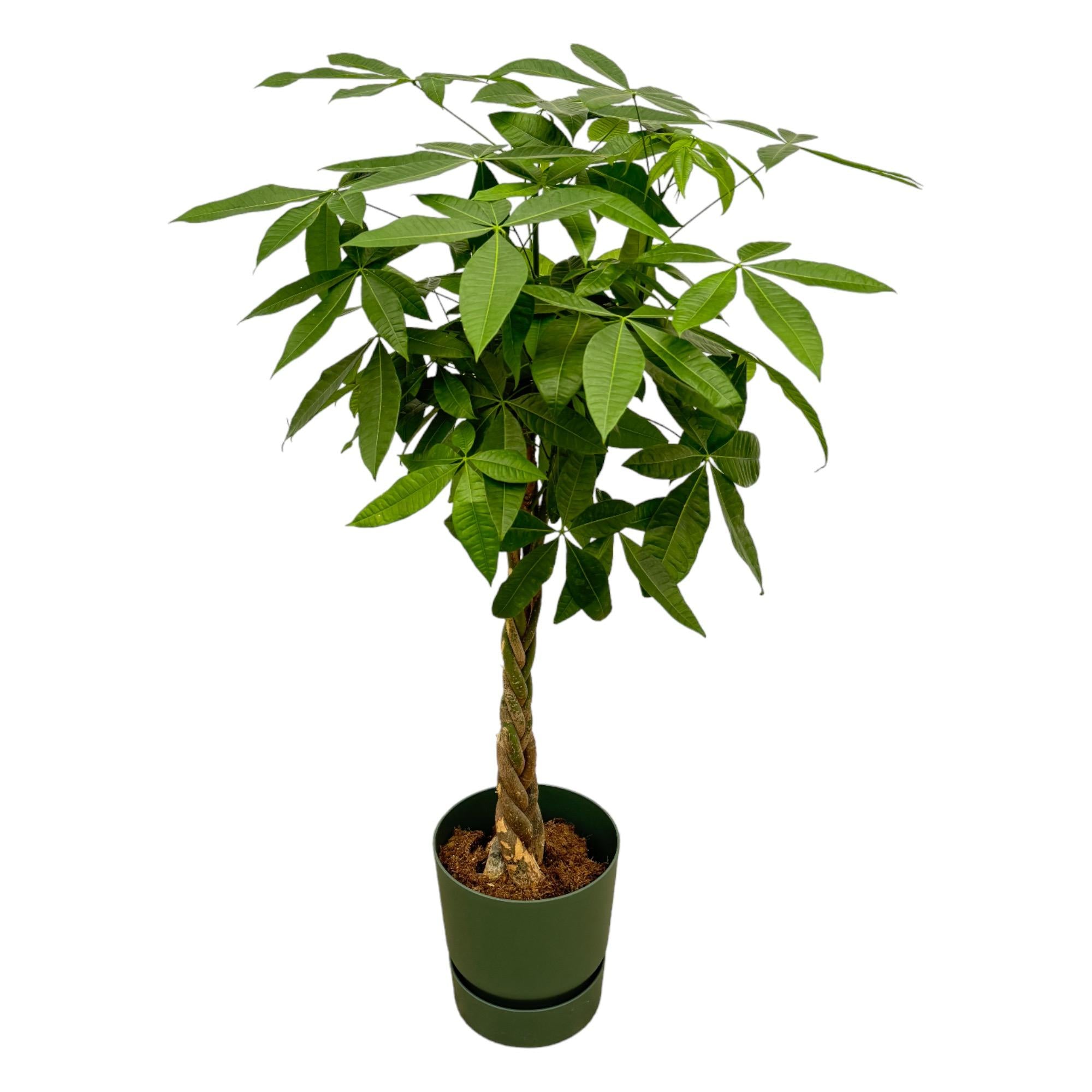 Pachira Aquatica (XXL) + Decorative Pot