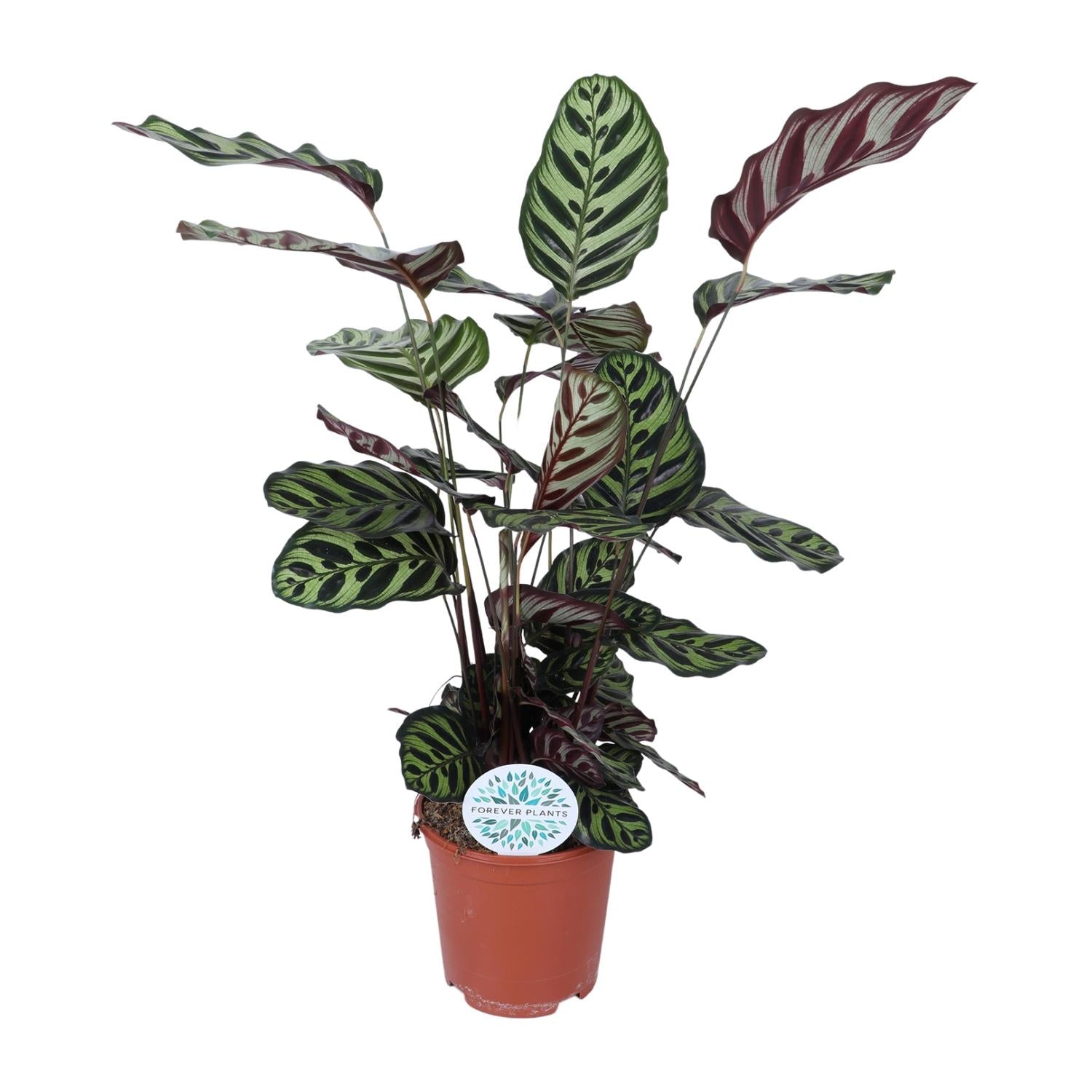 Calathea 'Makoyana' - X-Large