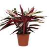 Stromanthe ‘Triostar’ – Extra Groß