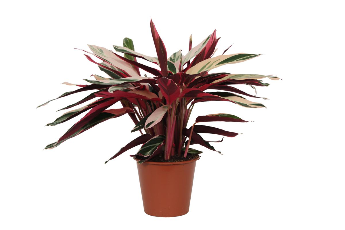 Stromanthe ‘Triostar’ – Extra Groß