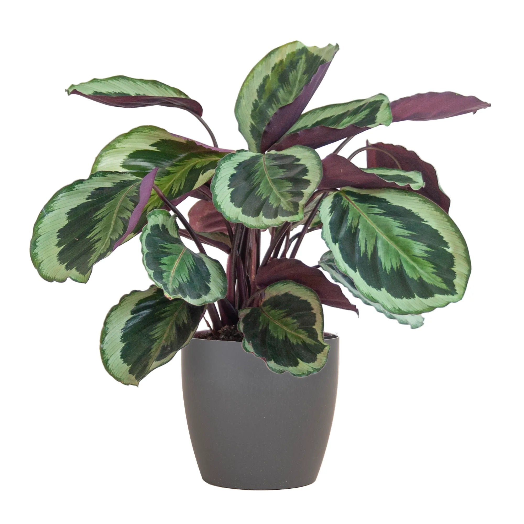 Calathea ‘Medallion’ + Decorative Pot