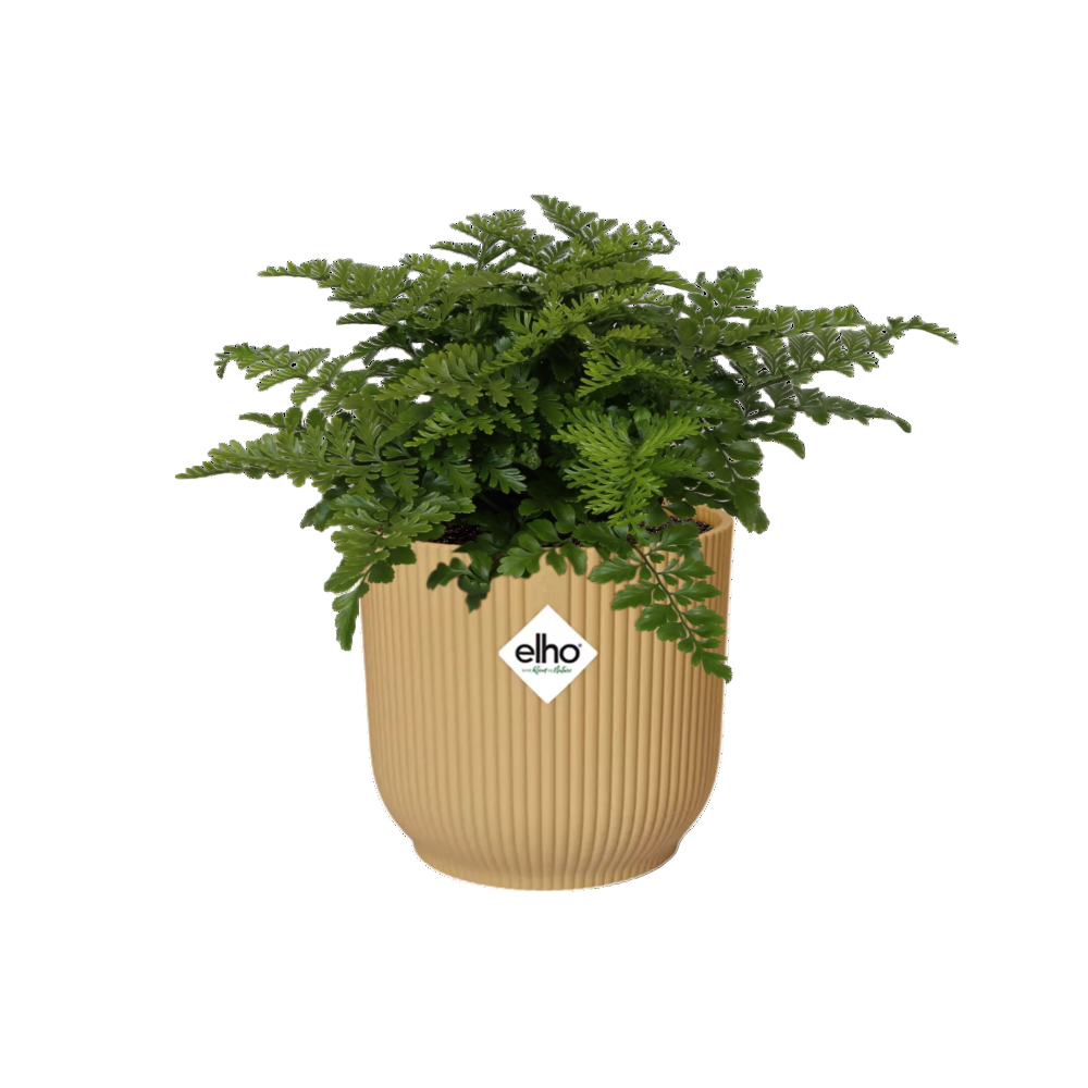 Asplenium Antiquum Parvati + Decorative Pot