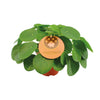 Pilea peperomioides – Mittel