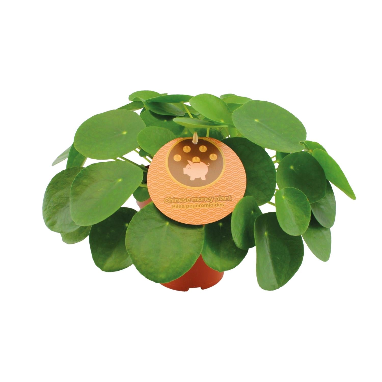Pilea Peperomioides - Medium