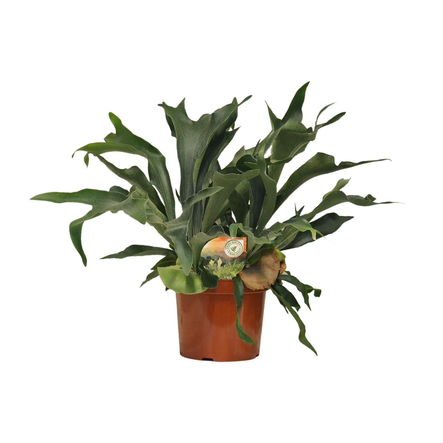 Platycerium Bifurcatum - X-Large