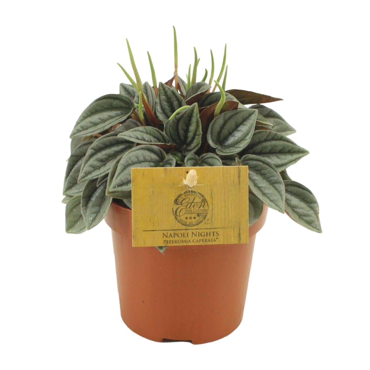 Peperomia 'Napoli Nights'