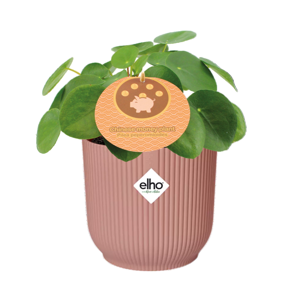 Pilea Peperomioides + Decorative Pot