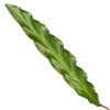 Calathea 'Elgergrass'
