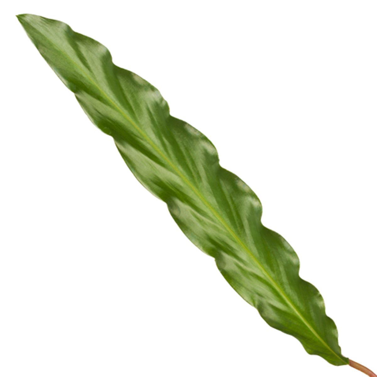 Calathea 'Elgergrass'