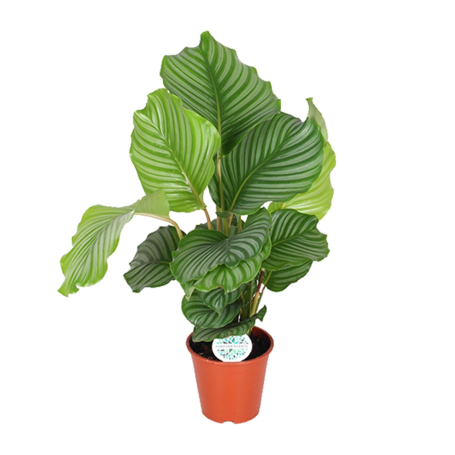Calathea 'Orbifolia' - Large