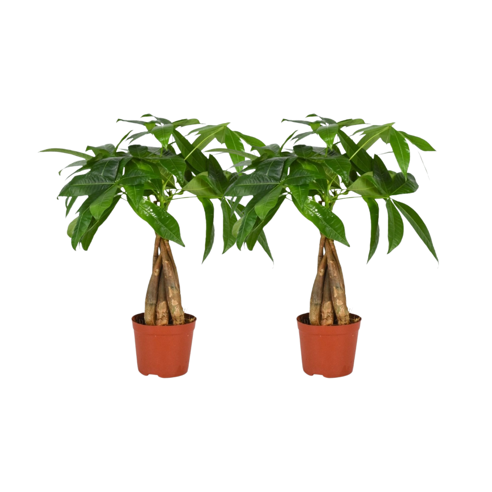 Pachira Aquatica (S) x 2 - Combo Deal