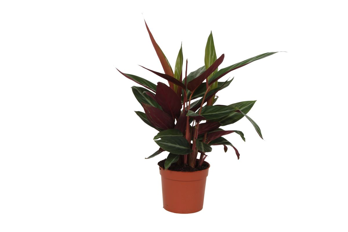 Calathea 'Stripestar' - Medium