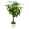 Pachira aquatica (XXL) + Dekotopf
