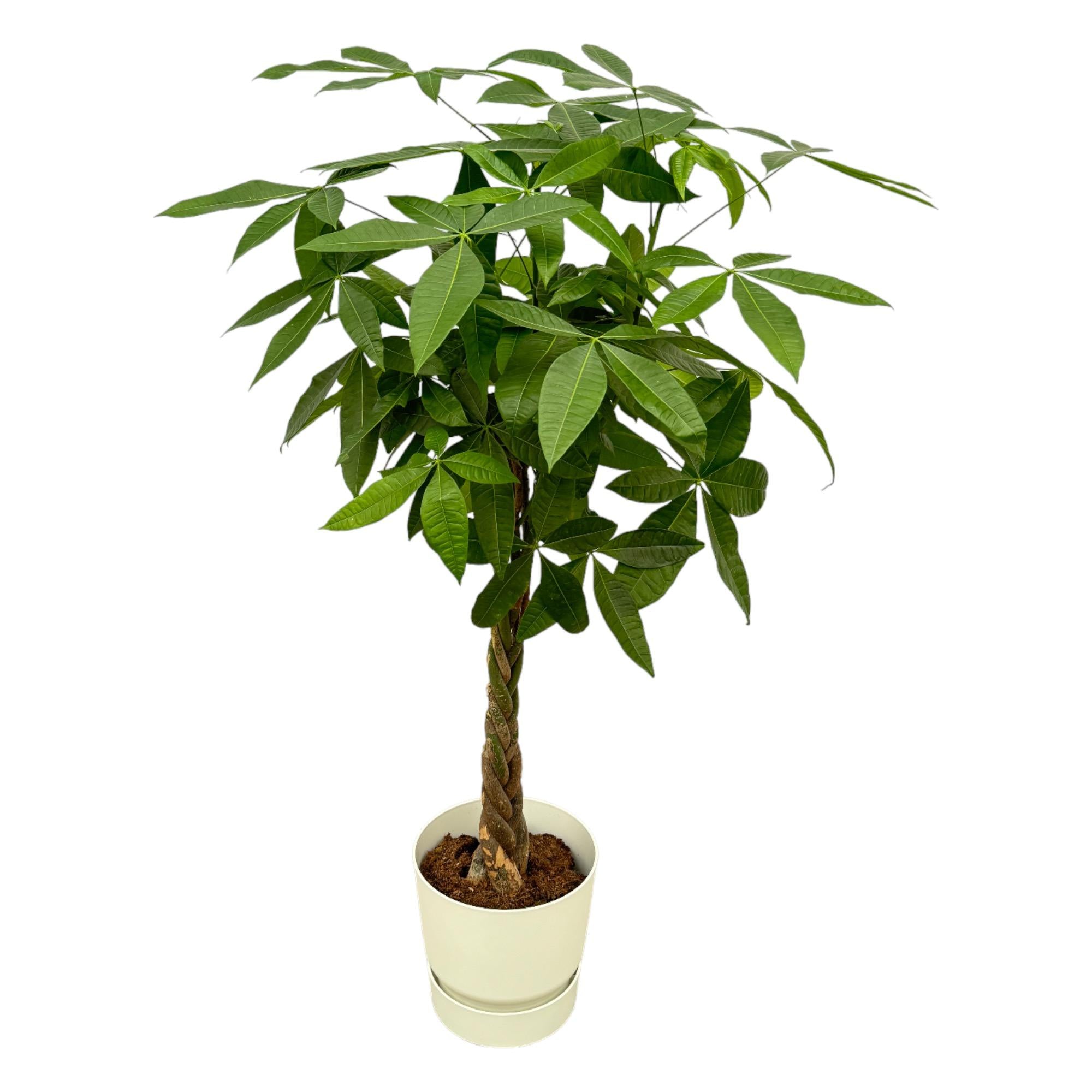 Pachira Aquatica (XXL) + Decorative Pot