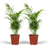 Chamaedorea Elegans (L) x 2 - Combo deal