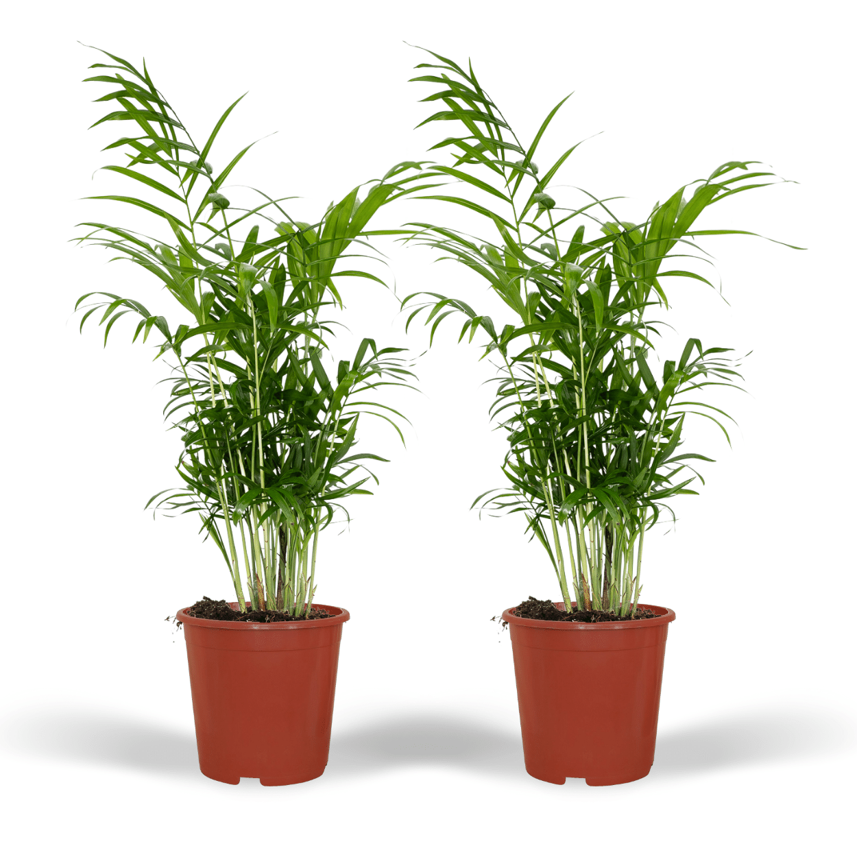 Chamaedorea Elegans (L) x 2 - Combo deal