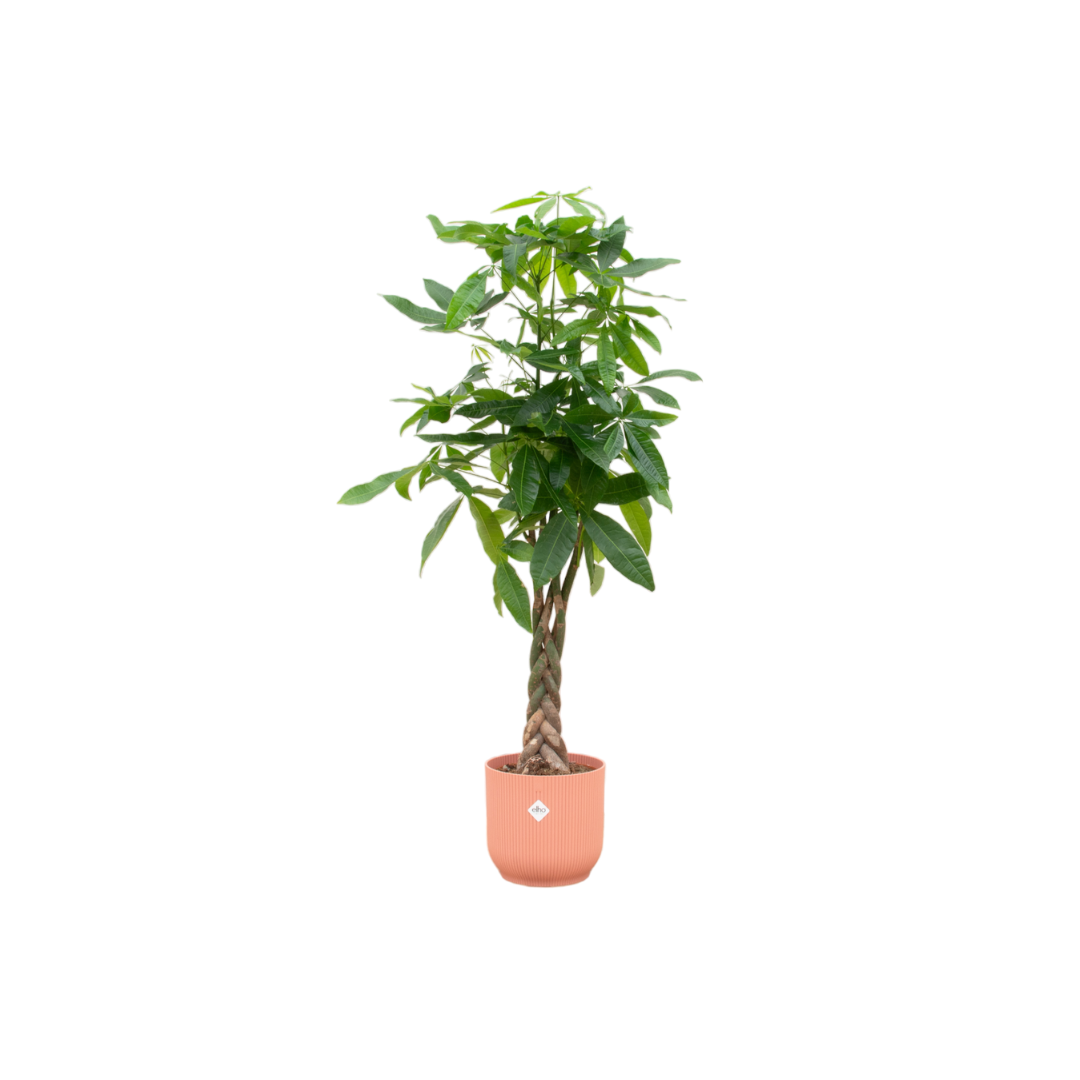 Pachira Aquatica (X-Large) + Decorative Pot