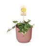 Peperomia ‘Hope’ + Decorative Pot