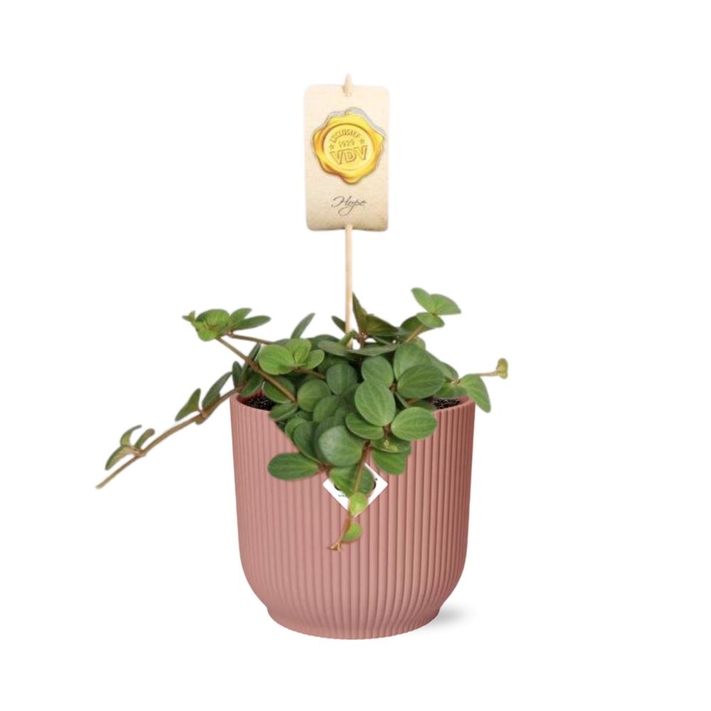 Peperomia ‘Hope’ + Decorative Pot