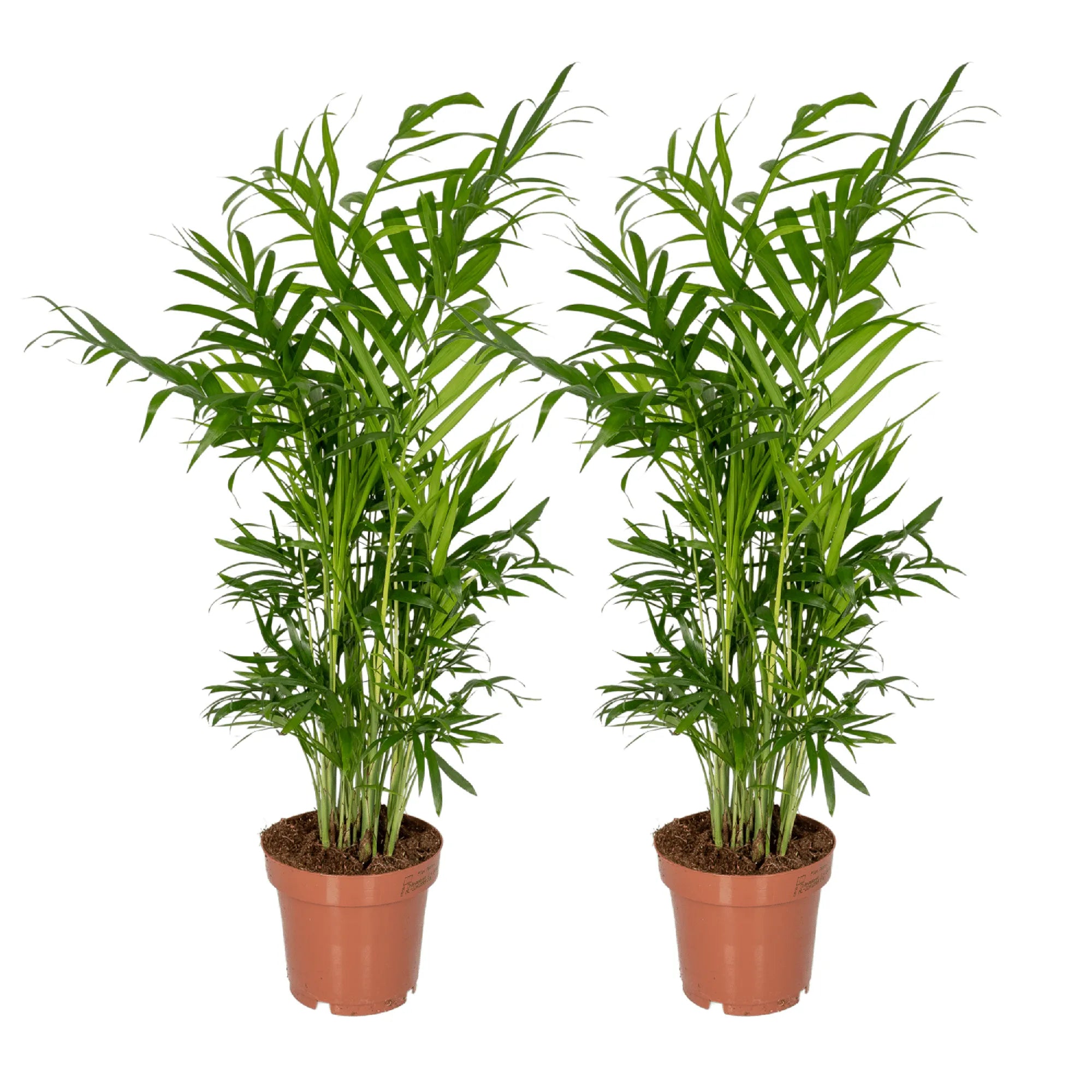 Chamaedorea Elegans (S) x 2 - Combo deal