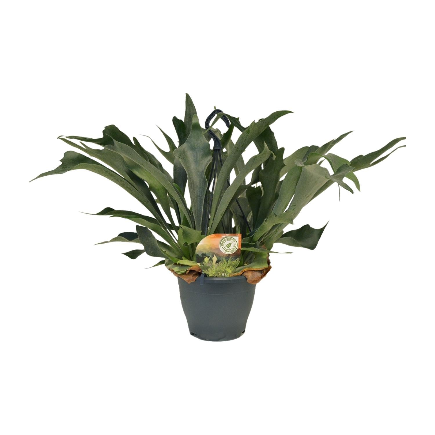 Platycerium Bifurcatum - Large