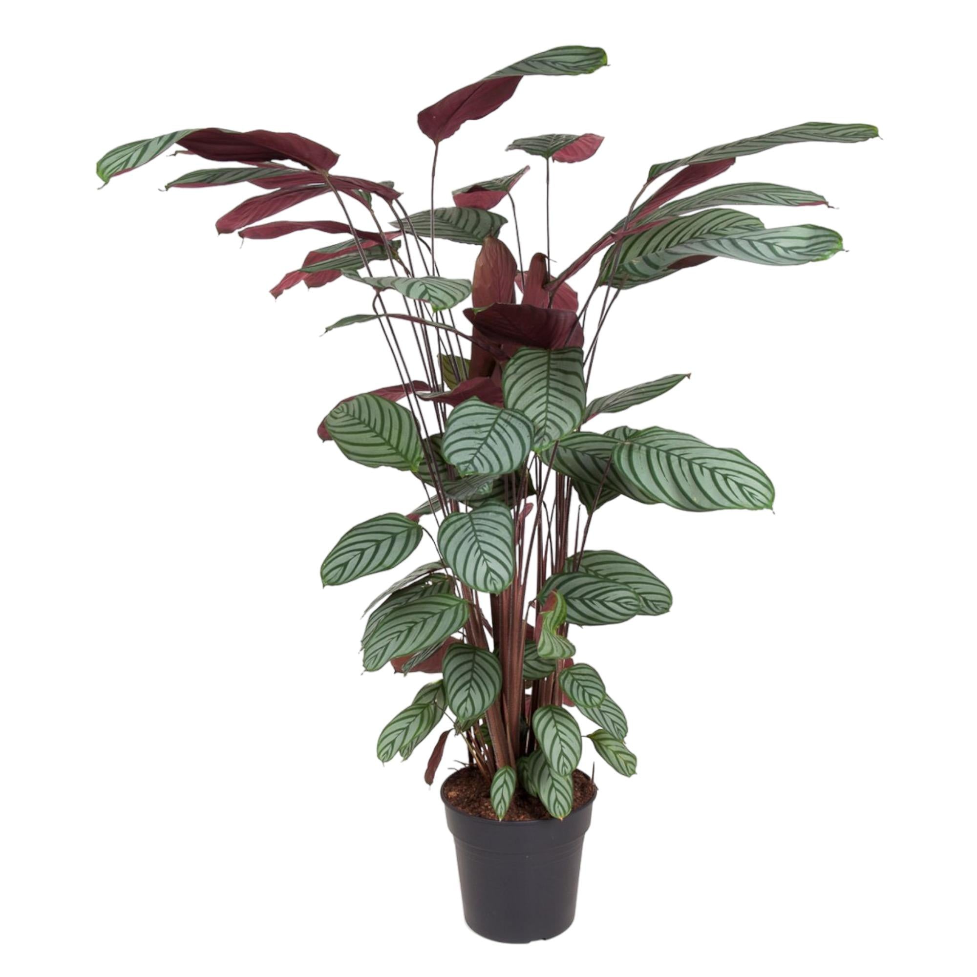 Calathea 'Oppenheimiana'