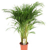 Dypsis Lutescens - Medium