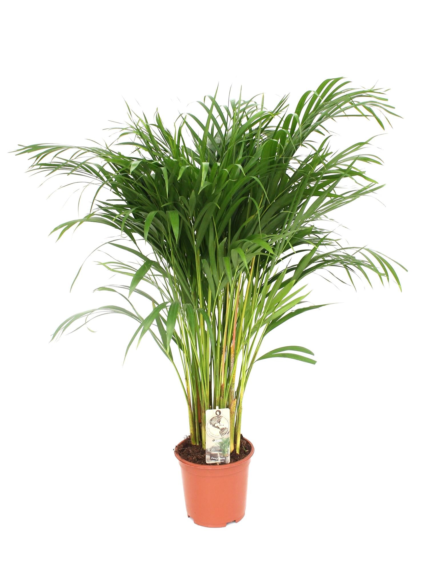 Dypsis Lutescens - Medium