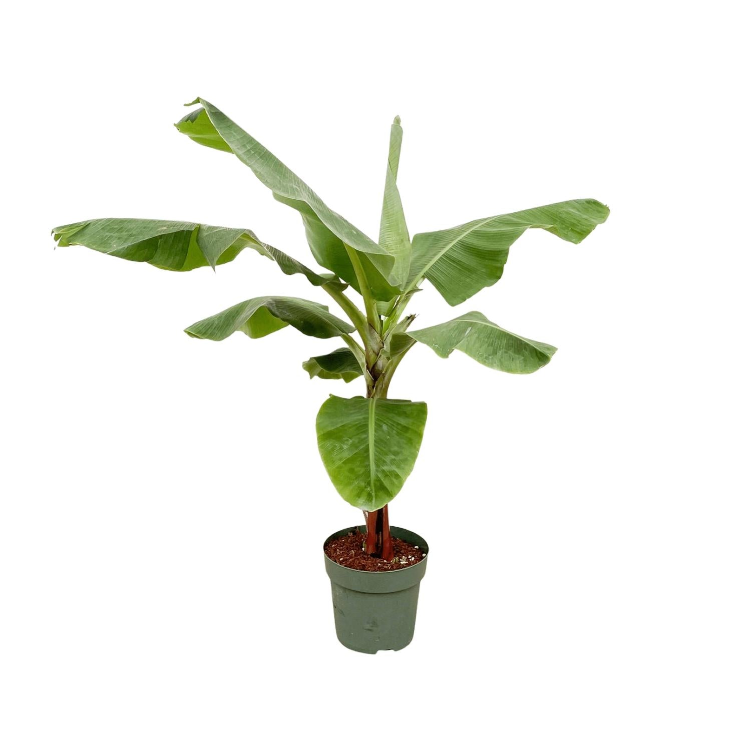 Banana tree (Musa) - Extra-Large