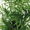 Chamaedorea Elegans (L) x 2 - Combo deal