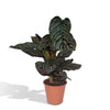 Calathea ‘Ornata’ – Extra Groß