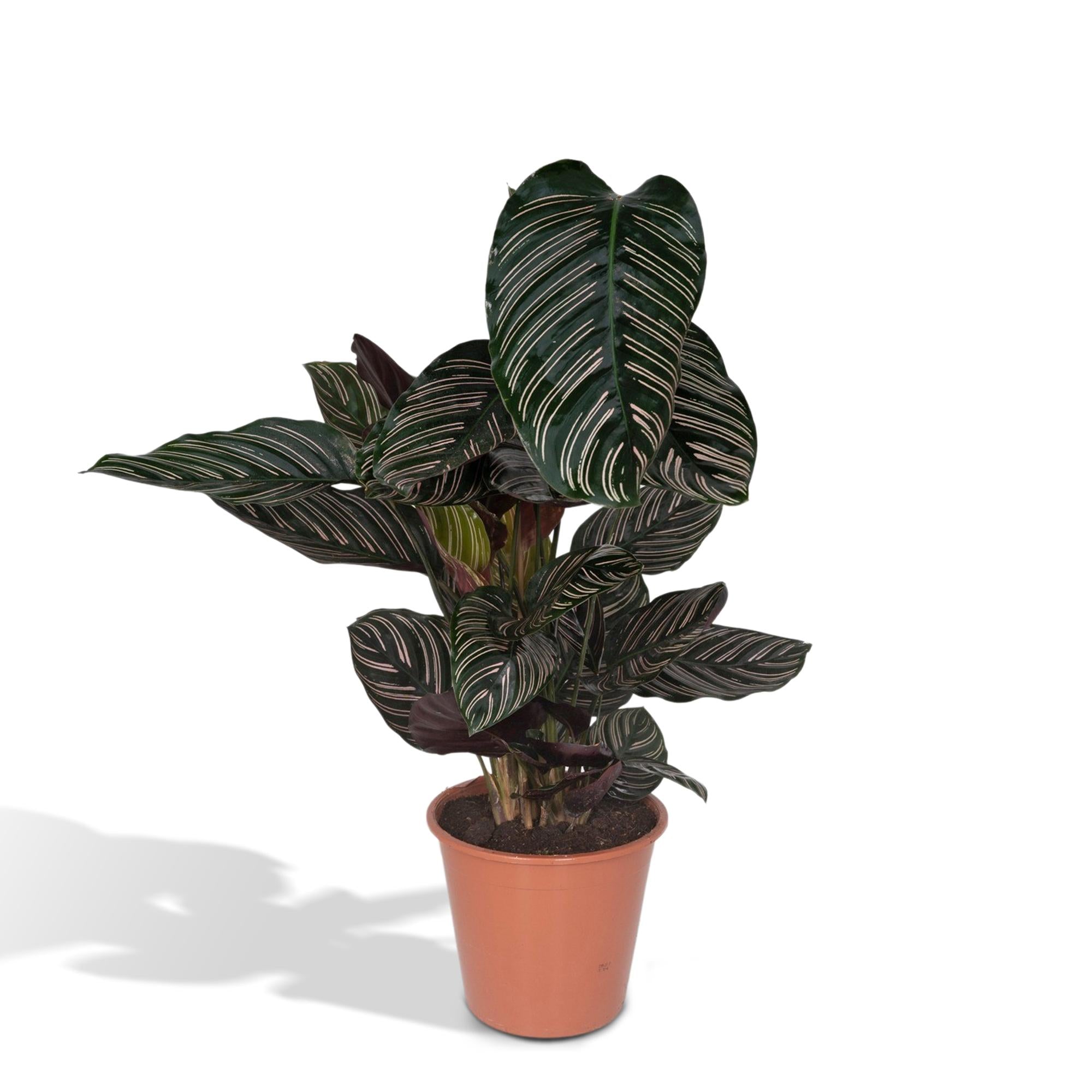 Calathea 'Ornata' - X-Large