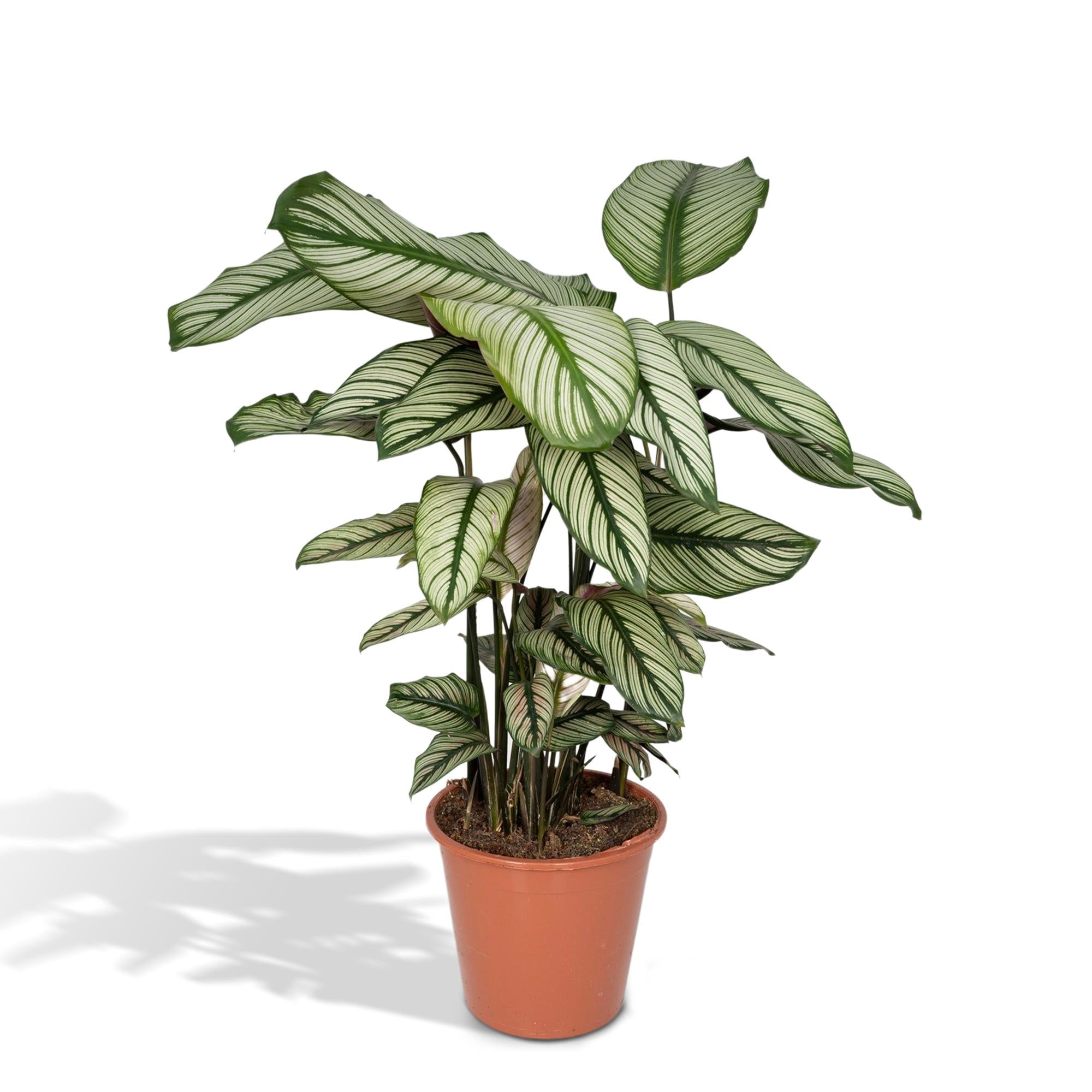 Calathea 'Whitestar'