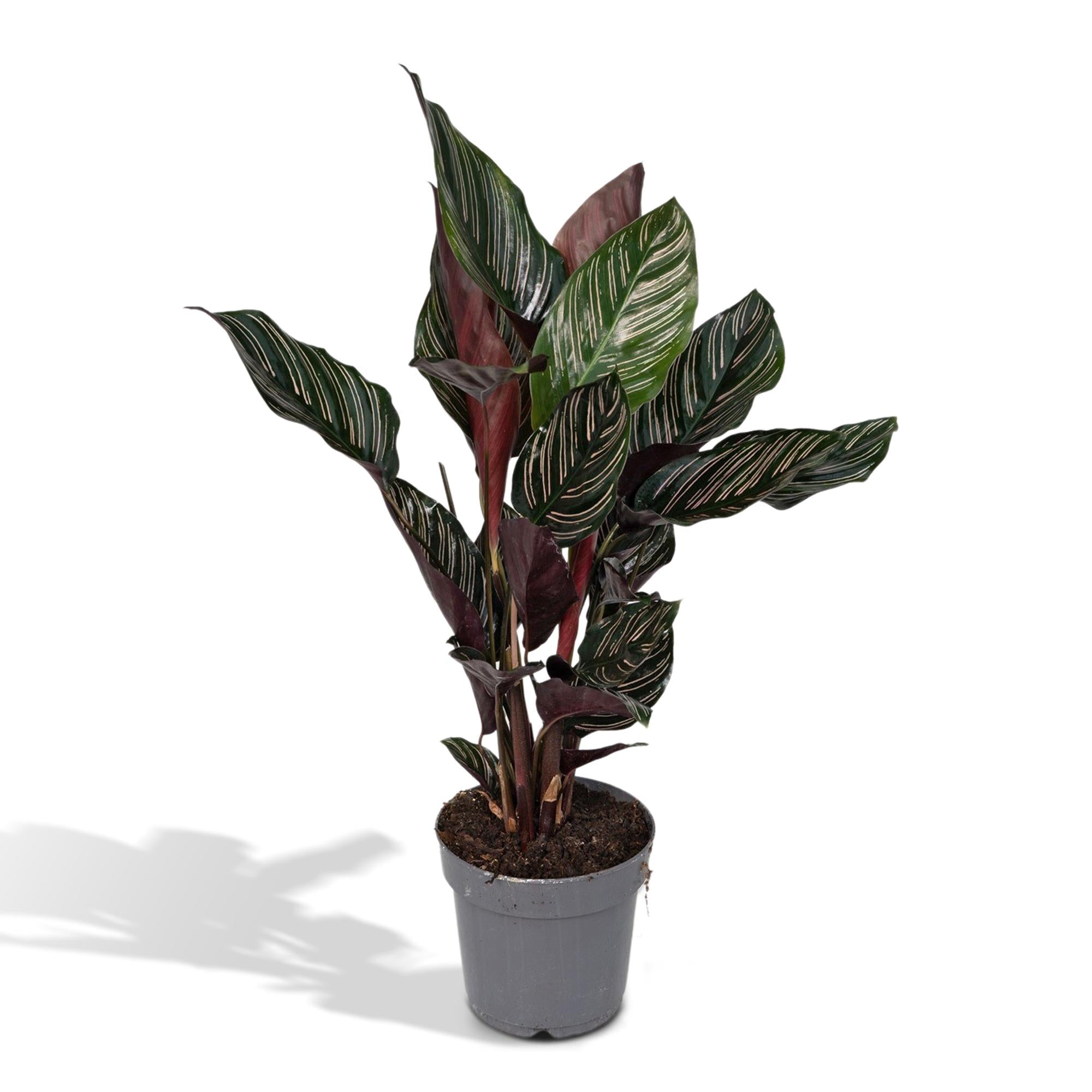 Calathea 'Ornata' - Large