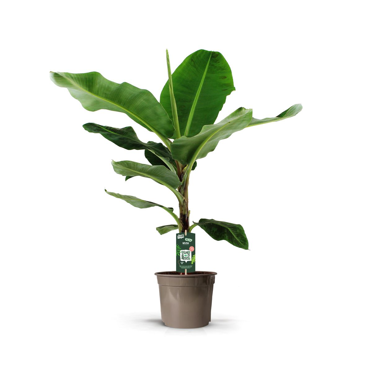 Banana tree (Musa) - Large