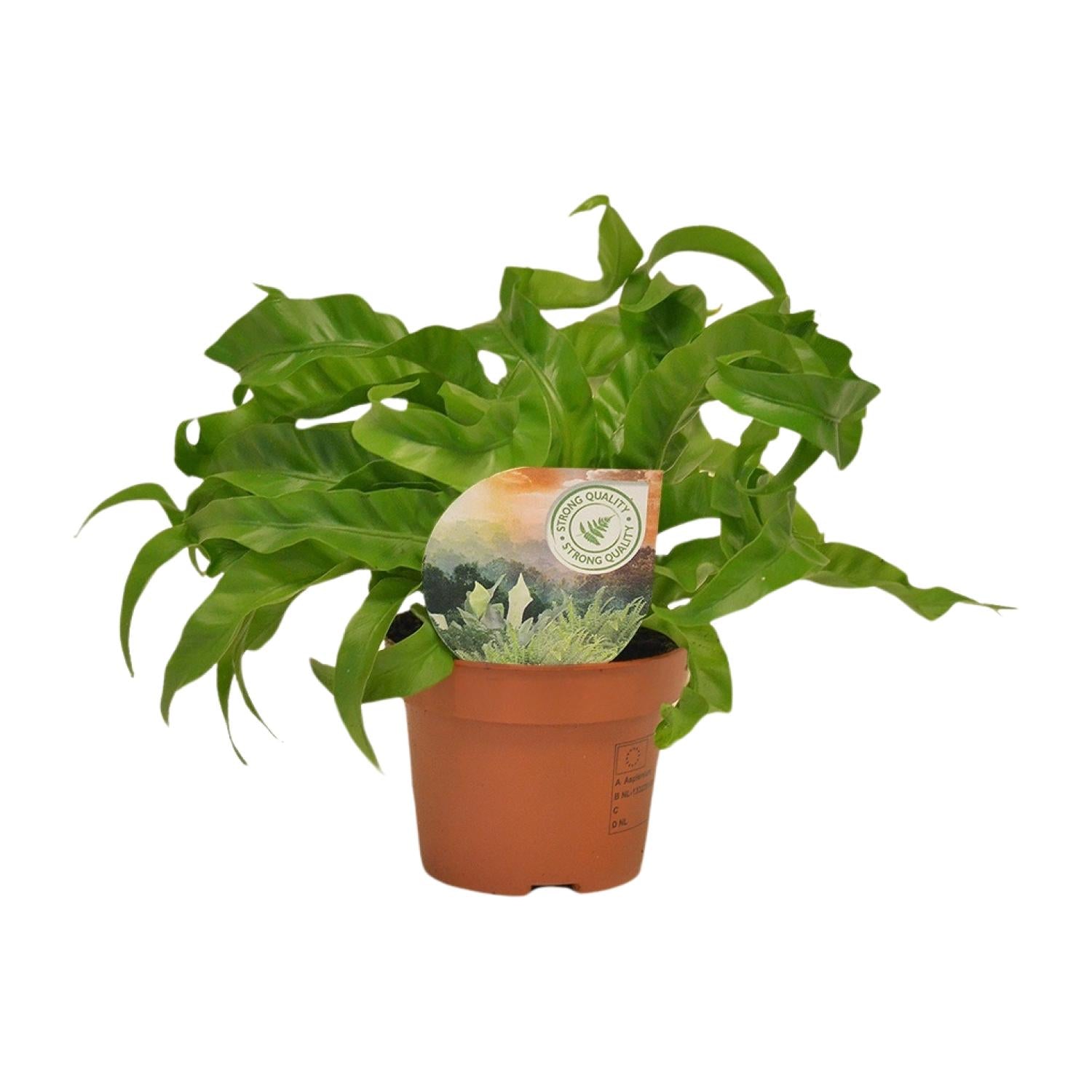 Asplenium Antiquum Hurricane