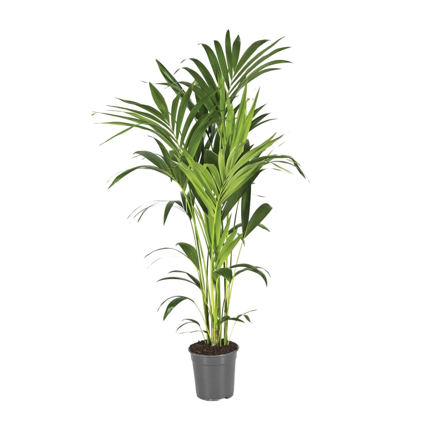 Howea Forsteriana - XXL