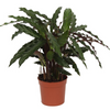 Calathea 'Elgergrass'
